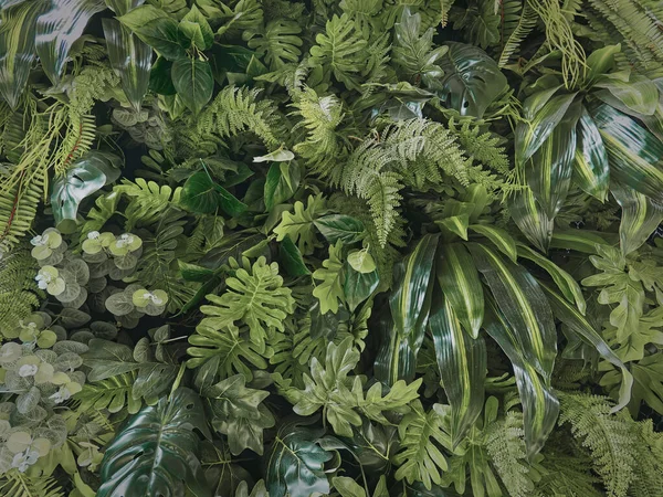 Pełna Ramka Tła Zielone Rośliny Ściany — Zdjęcie stockowe