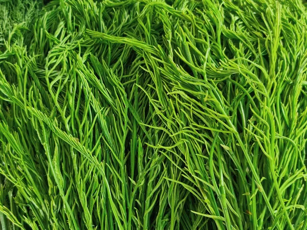 Full Frame Background Fresh Green Herbs Texture — Stock Photo, Image