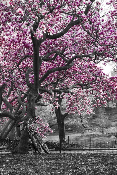 Cyklar Under träd i Central Park — Stockfoto