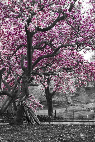 Fietsen onder boom in Central Park — Stockfoto