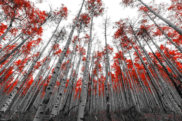 Árboles Rojos Altos en Paisaje Blanco y Negro —  Fotos de Stock