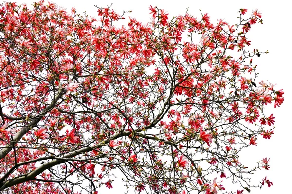 Rote Frühlingsblüten vor weißem Hintergrund — Stockfoto