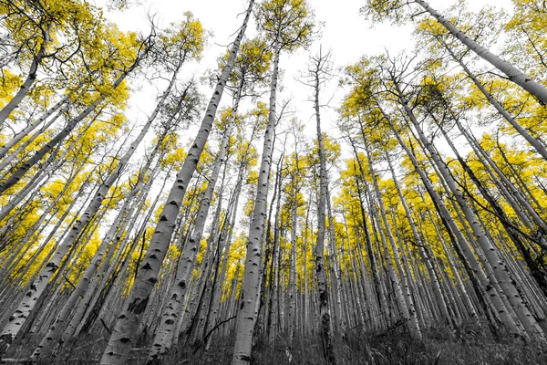 Alberi di Aspen gialli nel paesaggio in bianco e nero — Foto Stock