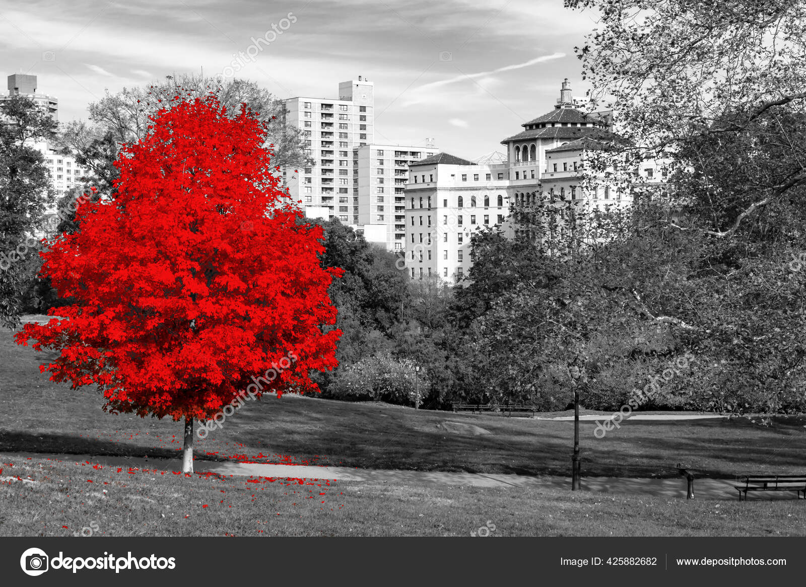 Big Red Tree Black White Landscape Scene Central Park New — Stock Photo ©  deberarr #425882682, image size:1600x1166