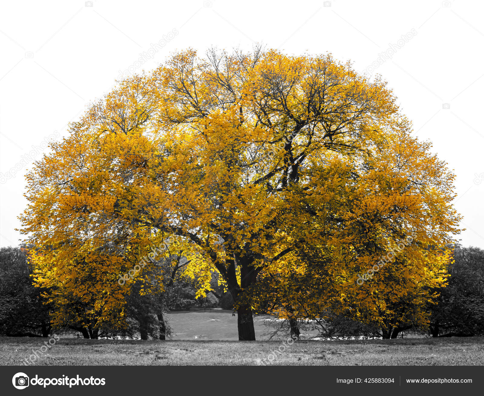 Big Yellow Tree Black White Landscape Scene Central Park New Stock