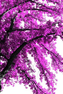 Siyah bir ağaçtaki pembe yapraklar boş beyaz bir gökyüzü arkaplanına karşıdır.