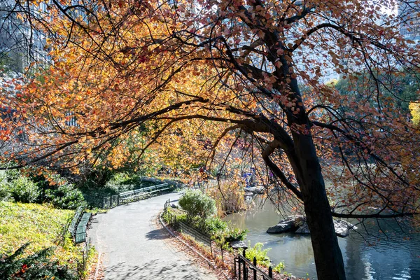 Üres Ösvény Alatt Színes Őszi Fák Central Park Táj Jelenet — Stock Fotó