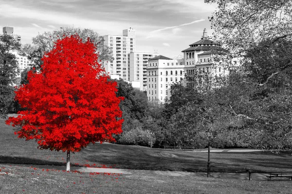 Gran Árbol Rojo Escena Del Paisaje Blanco Negro Central Park — Foto de Stock