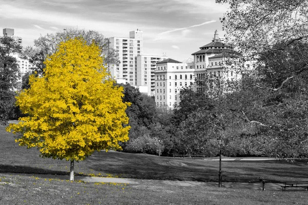 Gran Árbol Amarillo Escena Del Paisaje Blanco Negro Central Park — Foto de Stock