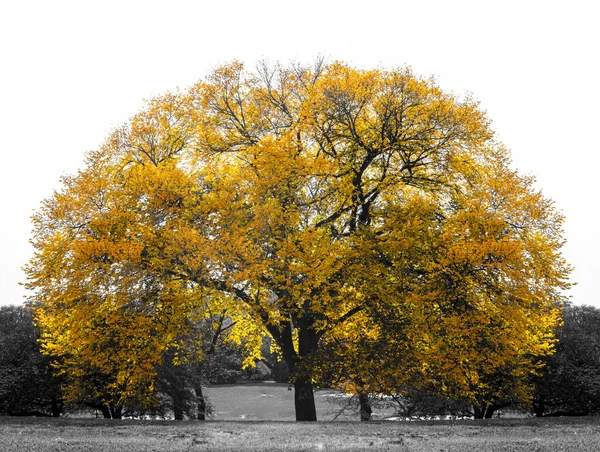 Arbore Galben Mare Peisaj Alb Negru Central Park New York — Fotografie, imagine de stoc