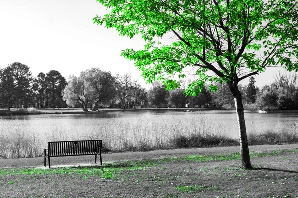 Green Tree Empty Park Bench Black White Landscape Scene — Stock Photo, Image