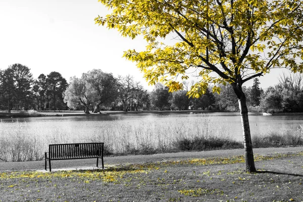 Árvore Amarela Acima Banco Parque Vazio Uma Cena Paisagem Queda — Fotografia de Stock