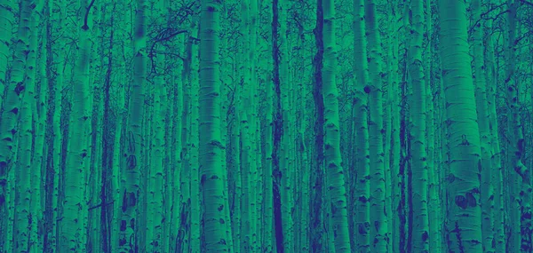 Kalın Ağaç Ormanı Yeşil Mavi Duoton Etkisine Sahip Renkli Bir — Stok fotoğraf