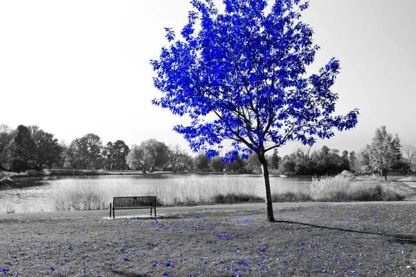 Синее Дерево Пустая Скамейка Черно Белом Пейзаже Пруда — стоковое фото