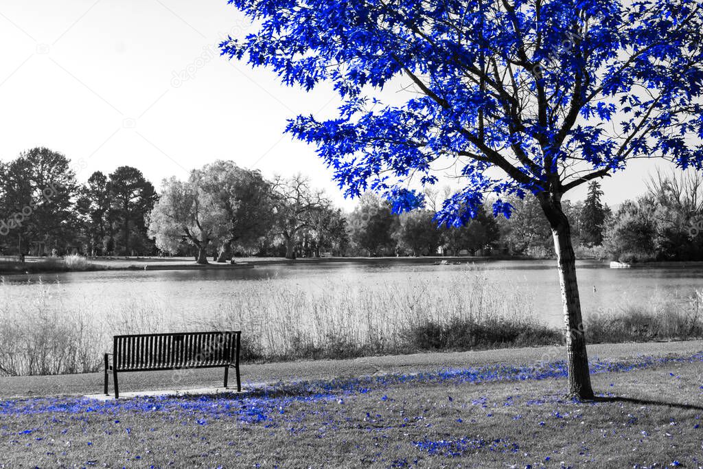 Blue tree above an empty park bench in a black and white fall landscape scene 