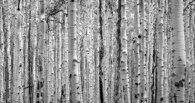 Kalın kavak ağaçları siyah ve beyaz doğal arkaplan dokusu oluşturur.