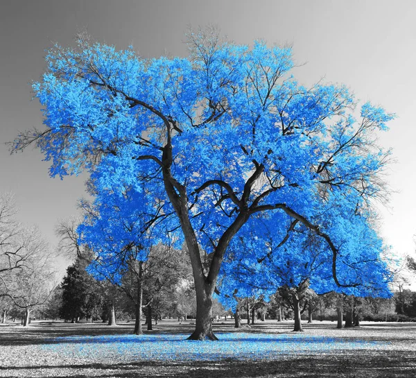 Big Colorful Tree Blue Leaves Black White Landscape Scene Park — Stock Photo, Image