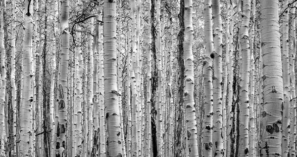Bosque Grueso Árboles Álamo Crean Textura Fondo Natural Blanco Negro — Foto de Stock