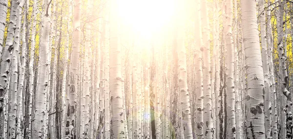 枝を通して輝く夕日の光と黄金のアスペンの木の厚い秋の森 — ストック写真