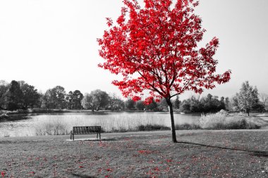 Kızıl ağaç üzerinde Park bankında