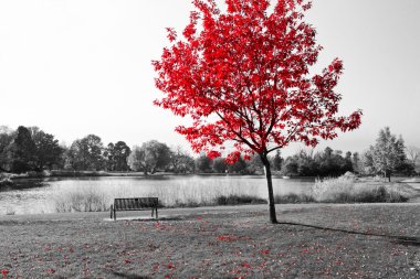 Red Tree Over Park Bench clipart