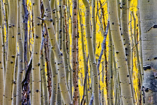 Aspen árvore floresta fundo — Fotografia de Stock