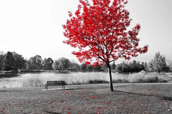Czerwony drzewo nad Park ława Obraz Stockowy