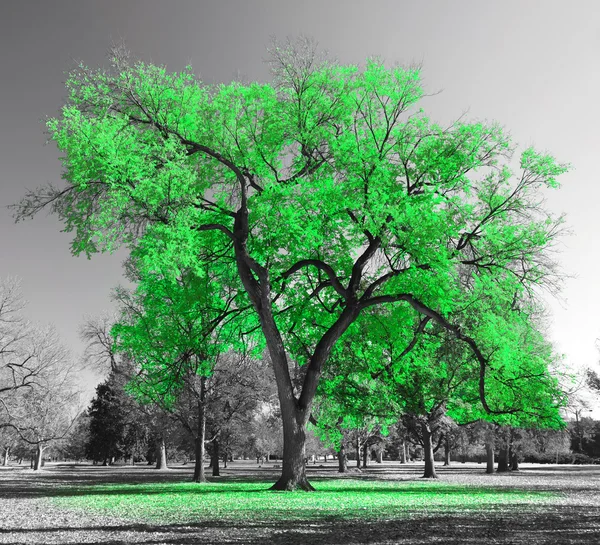 Gran árbol verde — Foto de Stock