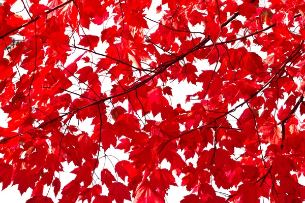 Feuilles rouges colorées Texture de fond — Photo