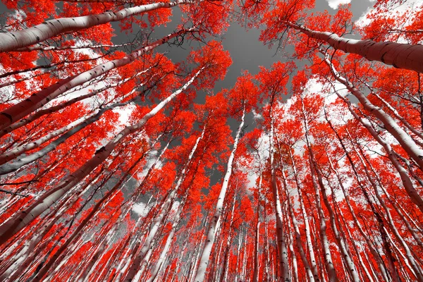 The Red Forest