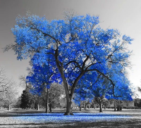 Big Blue Tree Obrazek Stockowy