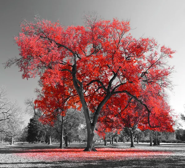 Büyük kırmızı ağaç Stok Fotoğraf