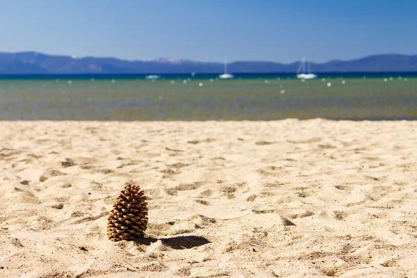 Cone de Pinheiro na Praia Vazia — Fotografia de Stock