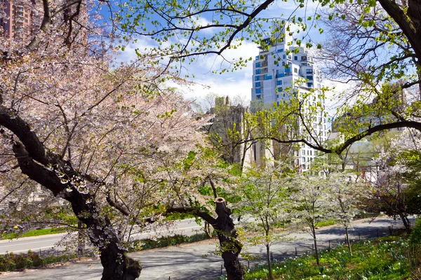 Central Park kerti ösvény-ban tavasz — Stock Fotó