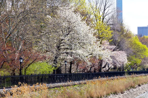 Färgglada våren träd i Central Park, New York — Stockfoto
