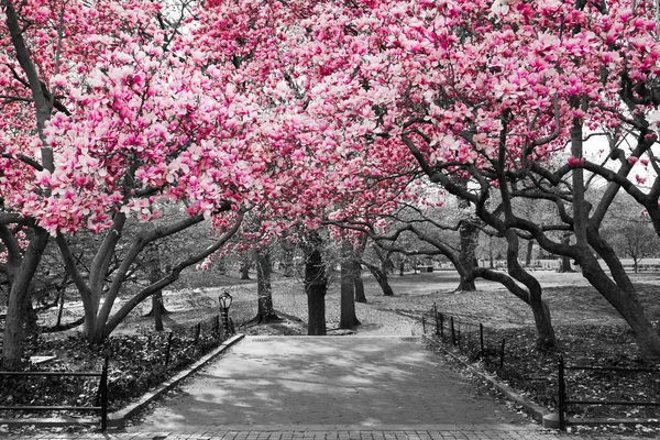 New York City - Pink Blossoms in Black and White — Stock Photo, Image