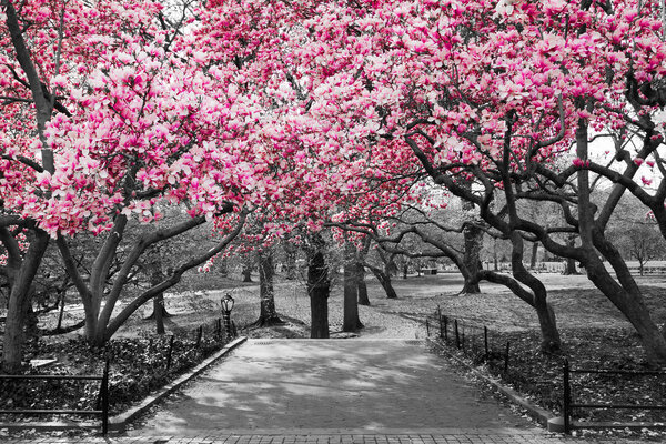 New York - Fleurs roses en noir et blanc — Photo