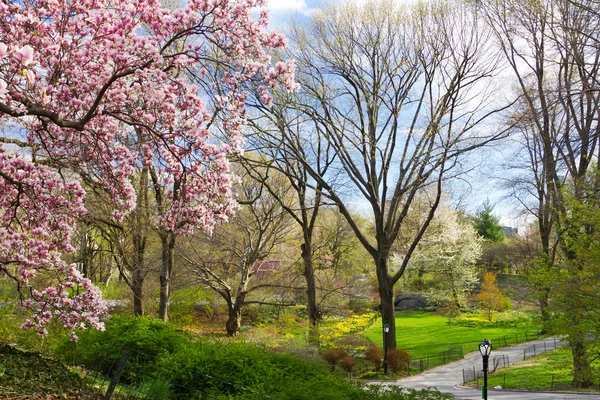 Paisaje de primavera en Central Park NYC — Foto de Stock