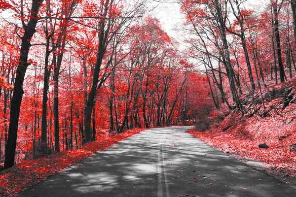 Autobahn durch roten Wald — Stockfoto