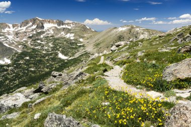 Boyunca Hiking Trail Colorado dağlarında kır çiçekleri