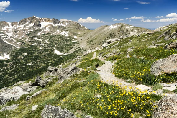 Flores silvestres ao longo da trilha de caminhadas em Colorado Mountains — Fotografia de Stock