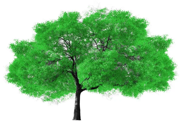 Stor grön träd på vit bakgrund — Stockfoto