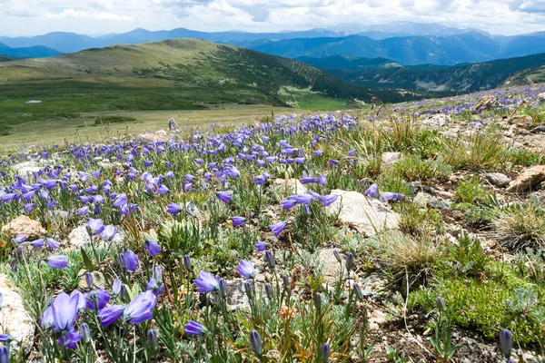 Colorado skalnaté horské krajiny s Jarní kvítí — Stock fotografie