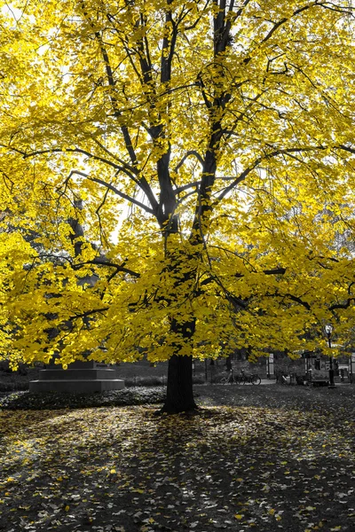 Светящееся золотое дерево в черно-белом пейзаже — стоковое фото