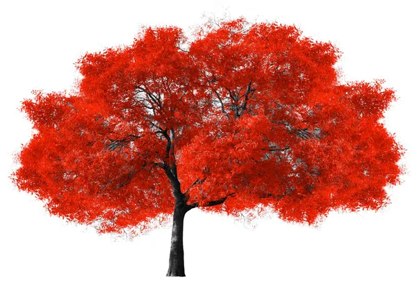 Árbol rojo grande sobre fondo blanco — Foto de Stock