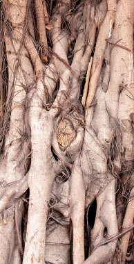 büyük ağacın kökleri