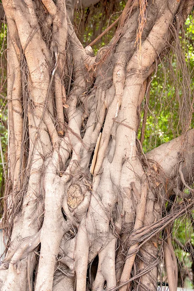 Big tree roots — Stock Photo, Image