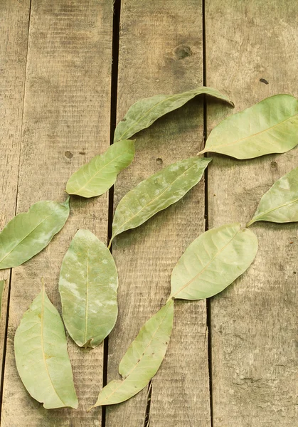 Hojas verdes — Foto de Stock