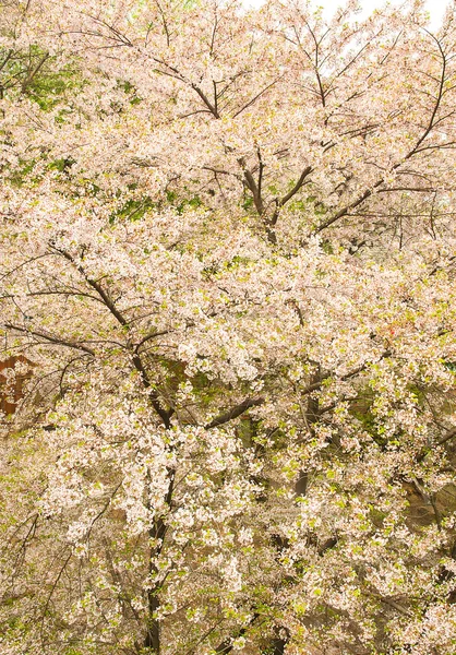 Sucursal Sakura — Foto de Stock