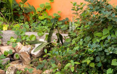 Düzensiz ağaç bahçe